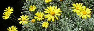 subject tag image